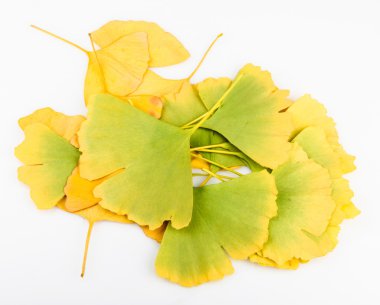 Ginkgo biloba yaprakları