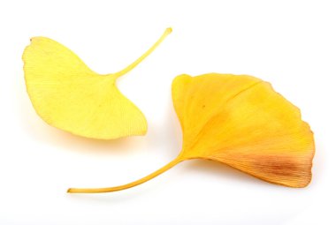 Ginkgo biloba yaprakları