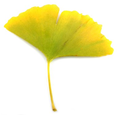 Ginkgo biloba yaprakları