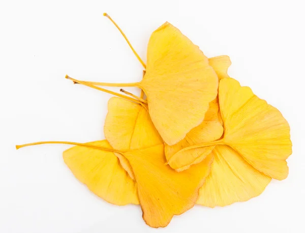 Folhas de ginkgo biloba — Fotografia de Stock