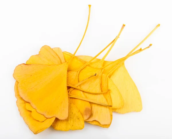 Folhas de ginkgo biloba — Fotografia de Stock