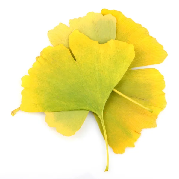 Ginkgo biloba hojas —  Fotos de Stock