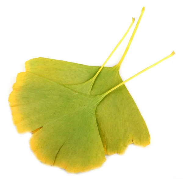 Ginkgo biloba levelek — Stock Fotó