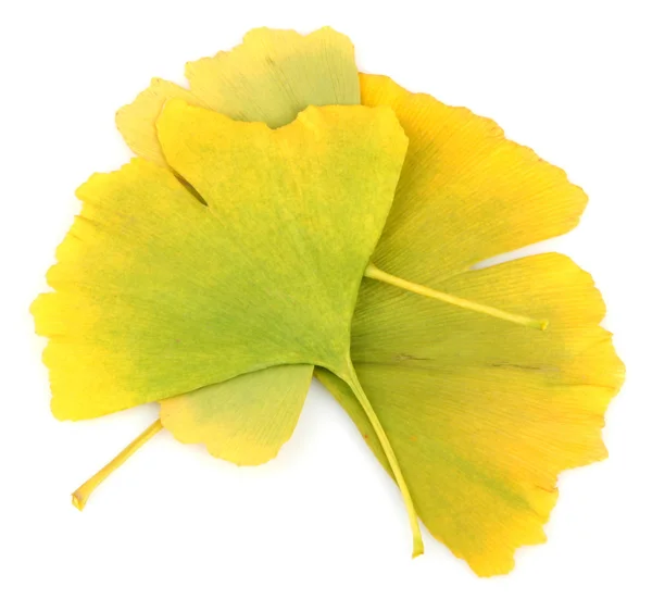 Foglie di ginkgo biloba — Foto Stock