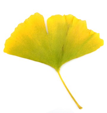 Ginkgo biloba yaprakları