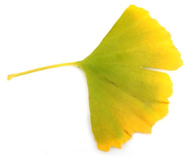 Ginkgo biloba yaprakları