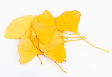 Ginkgo biloba yaprakları