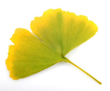 Ginkgo biloba yaprakları