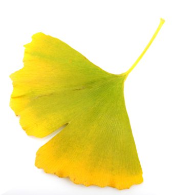 Ginkgo biloba yaprakları