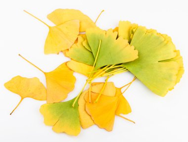 Ginkgo biloba yaprakları