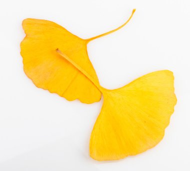 Ginkgo biloba yaprakları
