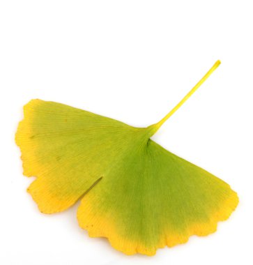 Ginkgo biloba yaprakları
