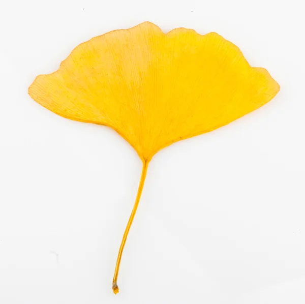 Ginkgo biloba yaprakları — Stok fotoğraf