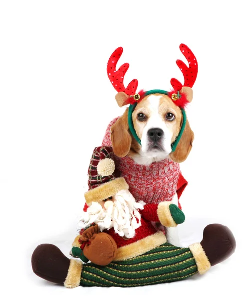 サンタとしてのクリスマス犬 — ストック写真