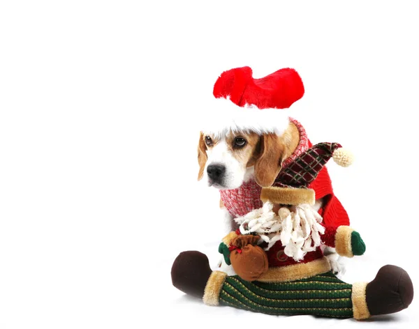 Perro de Navidad como santa —  Fotos de Stock