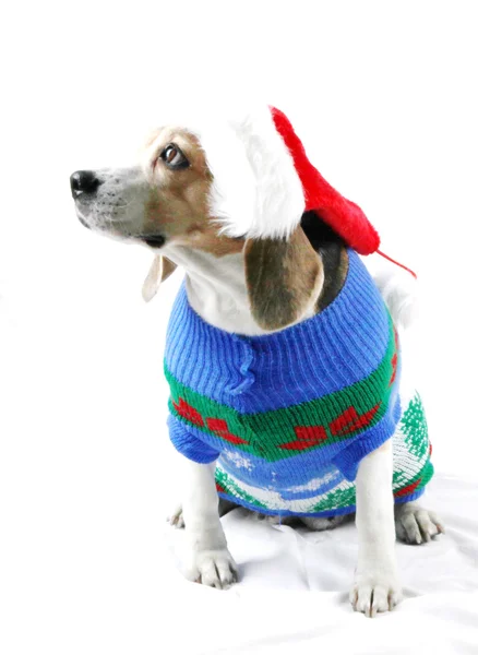 Christmas Dog As Santa — Stock Photo, Image