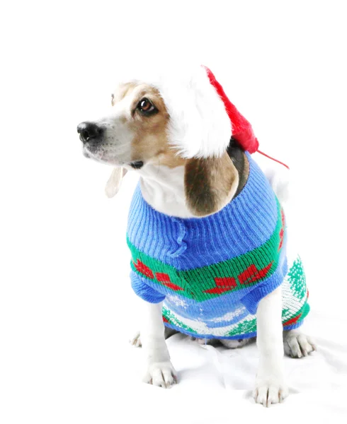 サンタとしてのクリスマス犬 — ストック写真