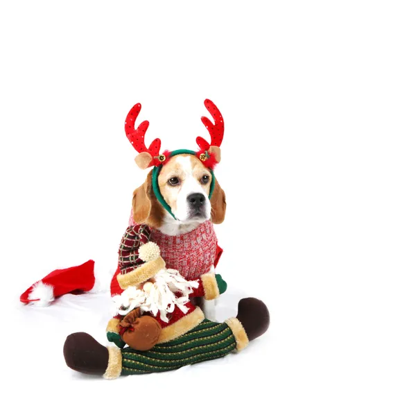 Christmas Dog As Santa — Stock Image Christmas Dog As Santa Stock Photo