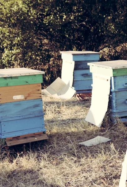 Včelař — Stock fotografie