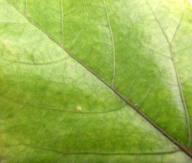 yaprak yeşil arka plan