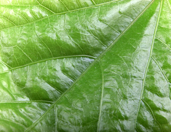 Grünes Blatt Hintergrund — Stockfoto