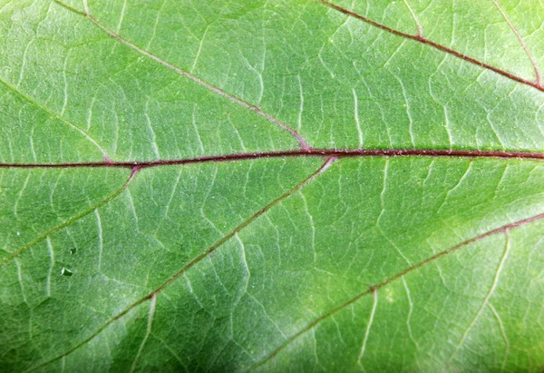 Grünes Blatt Hintergrund — Stockfoto