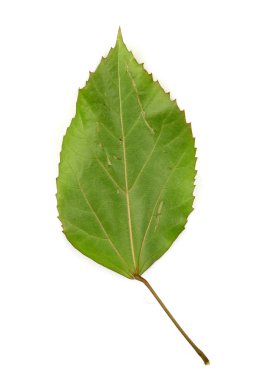 Beyaz arkaplanda yaprak