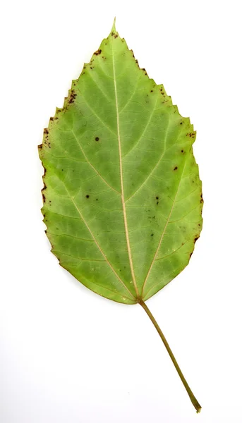 Blad på en vit bakgrund — Stockfoto