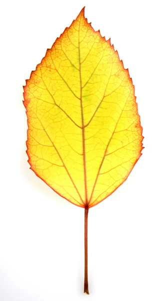 Beyaz arkaplanda yaprak — Stok fotoğraf