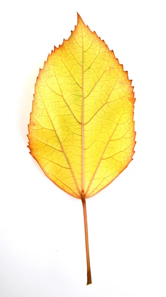 Leaf on a white background — Stock Photo, Image