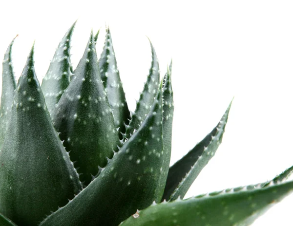 Aloe Vera Pflanze isoliert auf weiß — Stockfoto