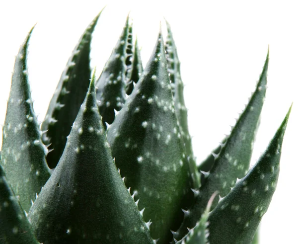 Planta aloe vera isolado em branco — Fotografia de Stock