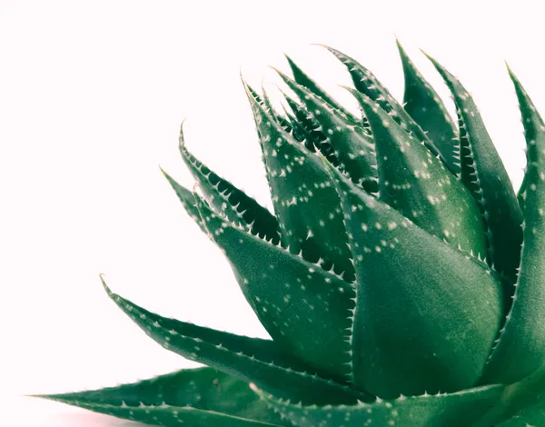 Aloe vera — Stockfoto