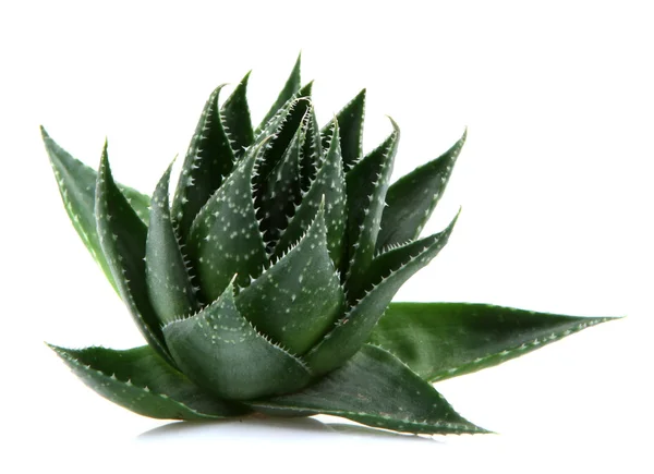 Aloe Vera Pflanze isoliert auf weißem Hintergrund — Stockfoto
