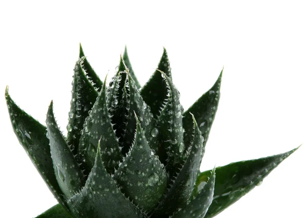 Aloe Vera — Stockfoto