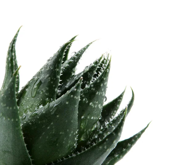 Aloes zwyczajny — Zdjęcie stockowe