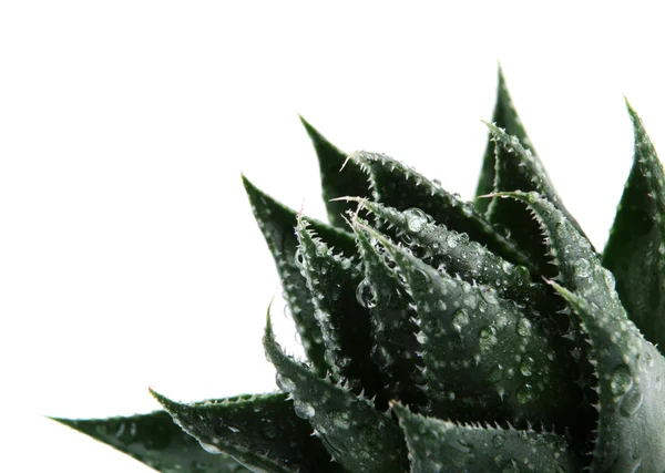 Aloes zwyczajny — Zdjęcie stockowe