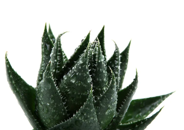 Aloe vera — Stockfoto