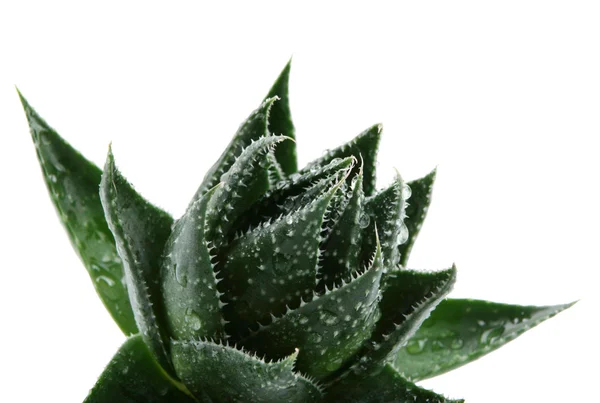 Aloe Vera — Stockfoto