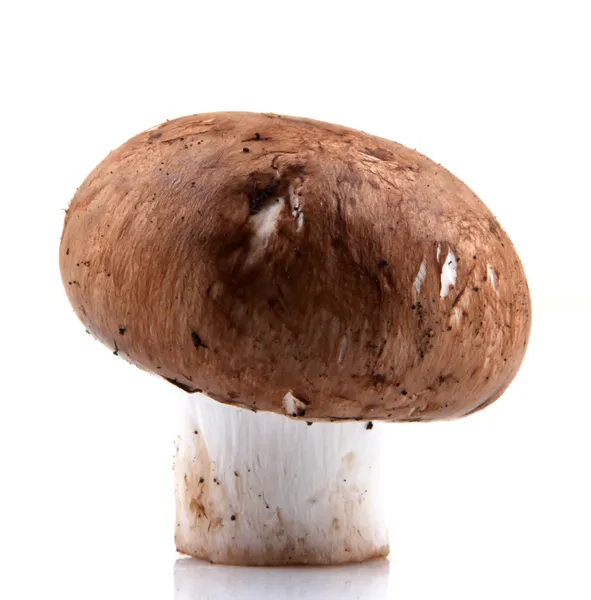 Champignon Portobello — Photo