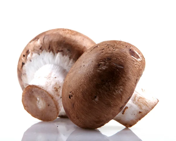 Portobello mushroom — Stock Photo, Image