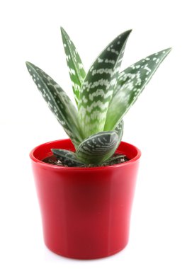 Aloe isolated on white backbround clipart