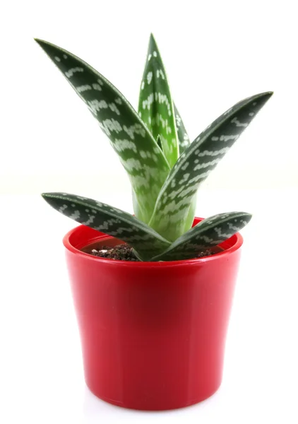 Aloe isolated on white backbround — Stock Photo, Image