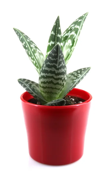 Aloe isolated on white backbround — Stock Photo, Image