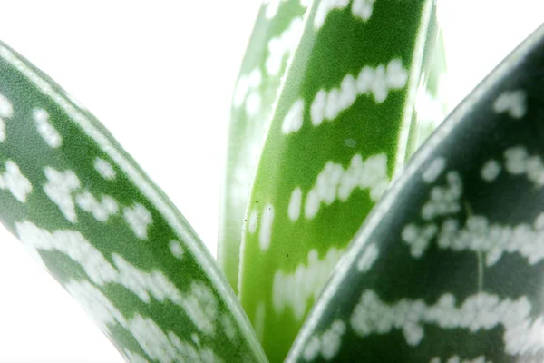 Aloe isolerad på vit bakgrunds — Stockfoto