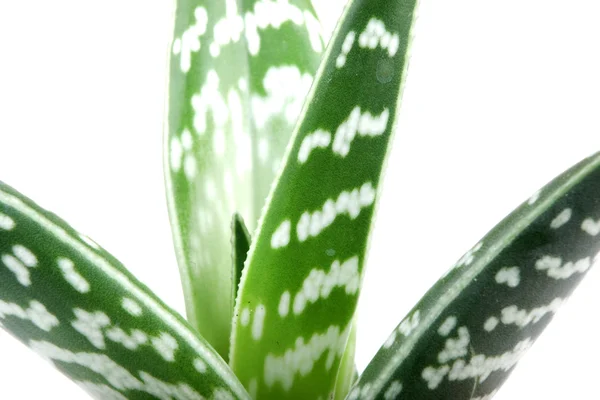 Aloe aislado en el fondo blanco — Foto de Stock