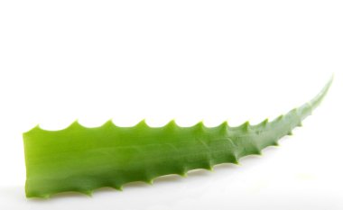 aloe vera bitkisi beyaz üzerine izole.