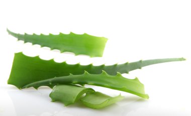 aloe vera bitkisi beyaz üzerine izole.