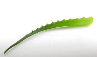 aloe vera bitkisi beyaz üzerine izole.