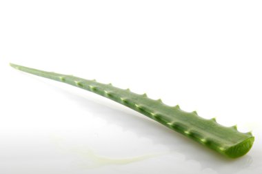 aloe vera bitkisi beyaz üzerine izole.